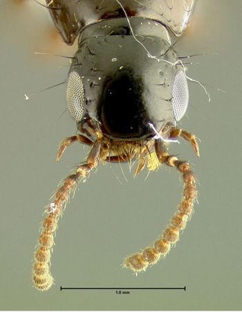 Media type: image;   Entomology 32394 Aspect: head dorsal view